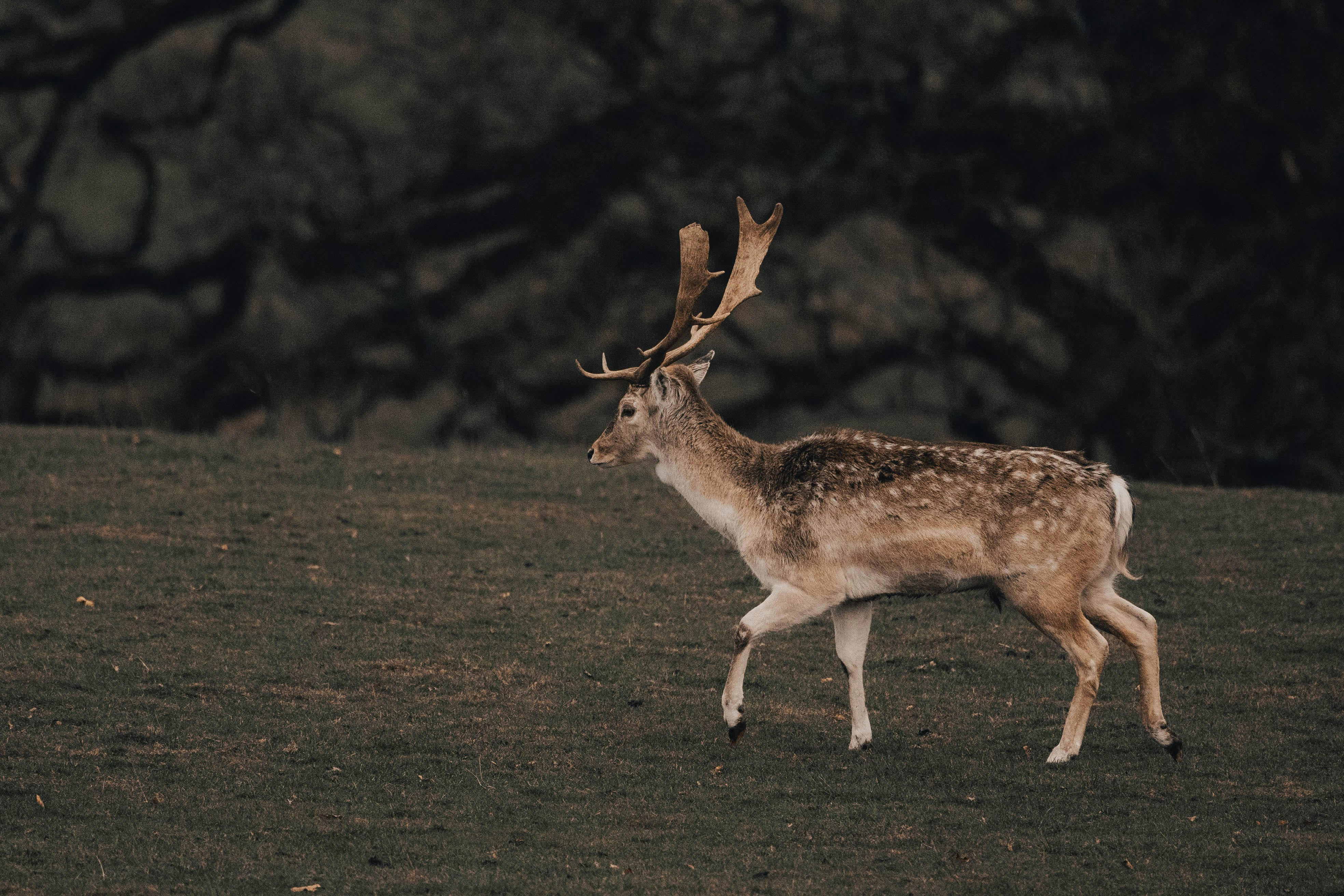 brown deer on green grass field during daytime